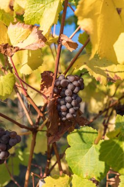 Asma, üzüm ve renkli sonbahar yaprakları altında güneş İsviçre mavi yakın çekim