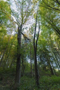 Panorama doğal bir ormanın içinden parlayan güneş ile İsviçre