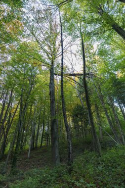 Panorama doğal bir ormanın içinden parlayan güneş ile İsviçre
