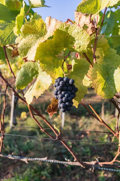 Close Blue Vine Grapes Colorful Autumn Leaves Sun Switzerland — Stock Photo, Image