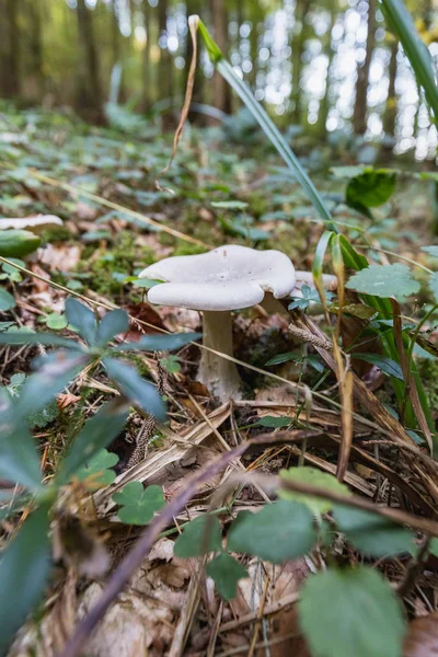 Close Cogumelo Branco Oyster Floresta Suíça — Fotografia de Stock