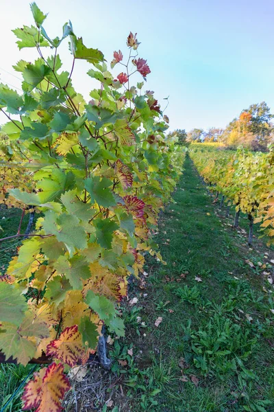 Soleil Brillant Auge Feuilles Colorées Dans Vignoble Sur Une Belle — Photo