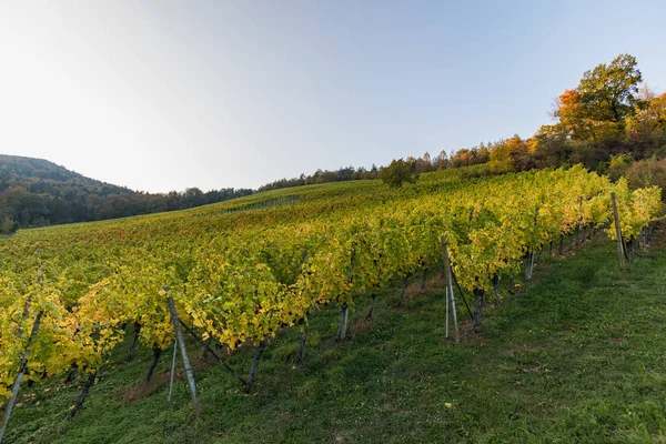 Ландшафт Красочных Виноградников Прекрасный Осенний День Швейцарии — стоковое фото