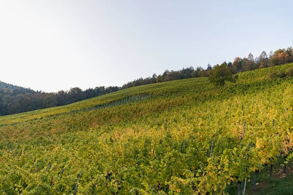 Krajobraz Kolorowy Winnicy Piękny Jesienny Dzień Szwajcaria — Zdjęcie stockowe