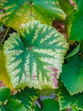yalak renkli yaprakları bir bağ içinde güzel bir sonbahar üzerinde parlayan güneş gün İsviçre