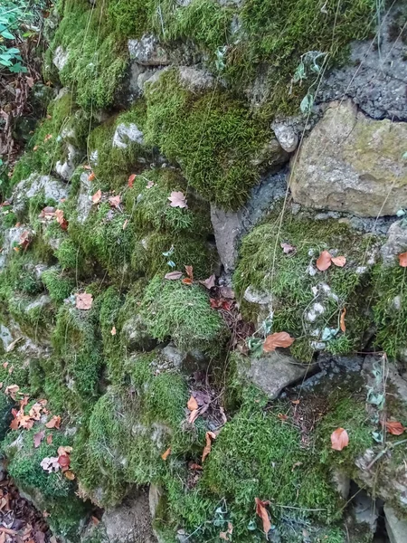 Parede Pedra Velha Uma Floresta Coberta Por Musgo Verde Suíça — Fotografia de Stock