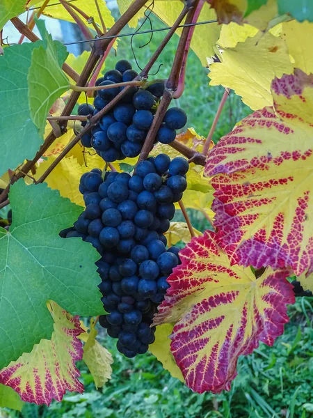 Крупным Планом Голубой Виноградной Лозы Разноцветными Осенними Листьями Солнцем — стоковое фото