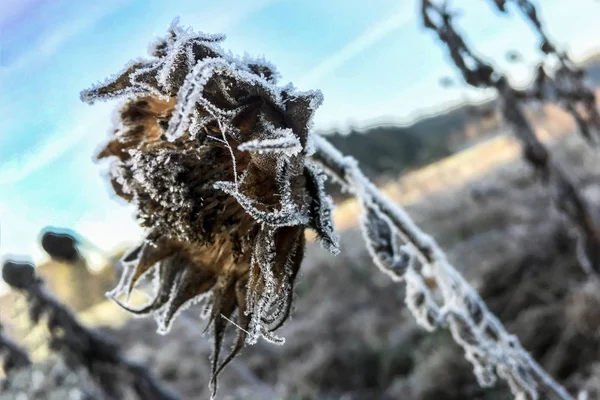 Detailed close up of frozen flower early in the morning in winter, background