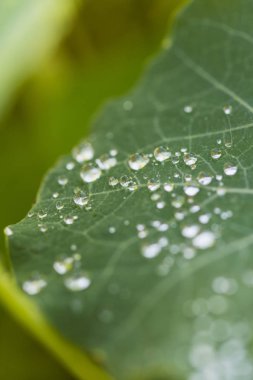 Makro su damlası, İsviçre ile yeşil ayrılış