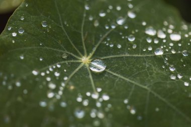 Makro su damlası, İsviçre ile yeşil ayrılış