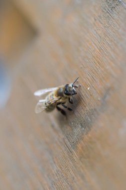 ahşap bir arı kovanı İsviçre madenciliği bir arıya ayrıntılı makro portresi