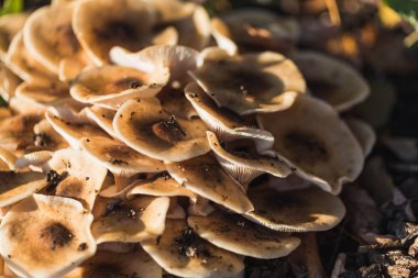 Makro soyut yabani mantar Güz, İsviçre