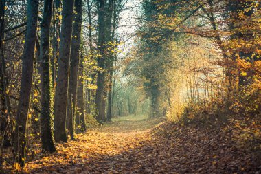 Yolu ile renkli ağaçlar, Güneş parlıyor yalak bu sonbaharda, İsviçre