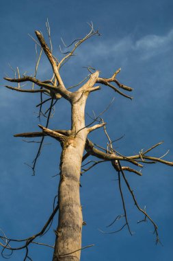 yaprakları ve sonbahar, İsviçre mavi gökyüzünde çıplak ağaca