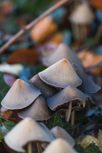 Macro Cogumelos Selvagens Abstratos Outono Suíça — Fotografia de Stock