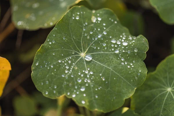 Macro of green leave with water drop, switzerland