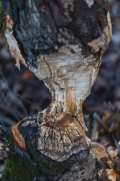 Macro Tiro Uma Árvore Grande Mastigado Por Castores Outono Suíça — Fotografia de Stock