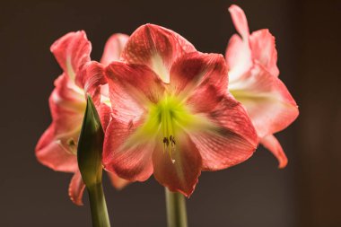 Yumuşak odak resim tam çiçeklenme pembe amarylis çiçek, İsviçre