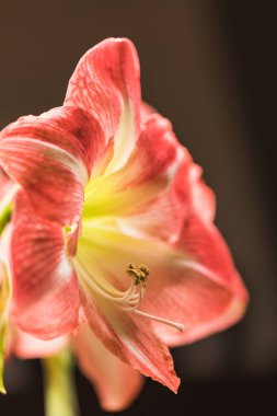 Yumuşak odak resim tam çiçeklenme pembe amarylis çiçek, İsviçre