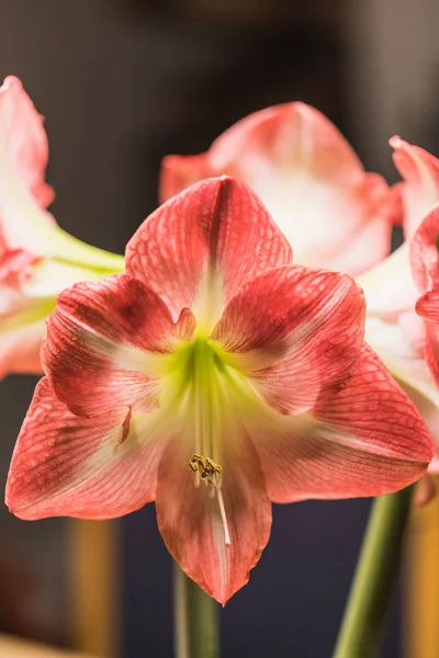 Soft Focus Sea Foto Van Volle Bloei Roze Amarylis Bloemen — Stockfoto