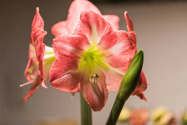 Mjukt Fokus Bild Full Blom Rosa Amarylis Blommor Schweiz — Stockfoto