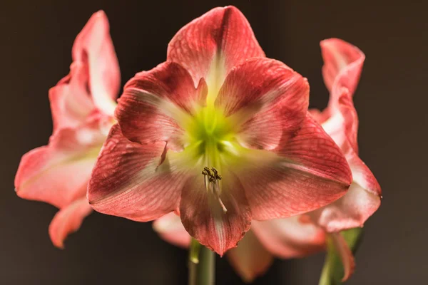 Imagen Foco Suave Flores Amarilis Rosadas Flor Completa Suiza — Foto de Stock