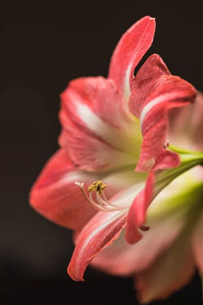 Weichzeichner Bild Voller Rosa Amarylis Blüten Schweiz — Stockfoto