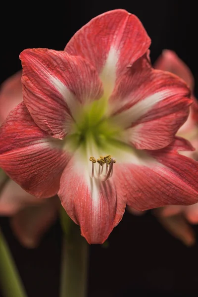 Mjukt Fokus Bild Full Blom Rosa Amarylis Blommor Schweiz — Stockfoto