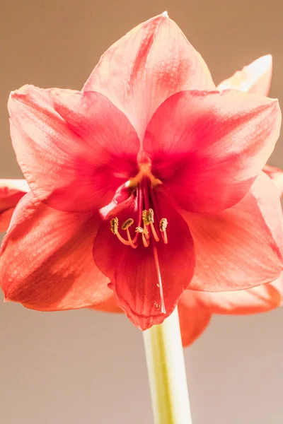 Imagen Foco Suave Flores Amarilis Rojas Plena Floración Suiza —  Fotos de Stock