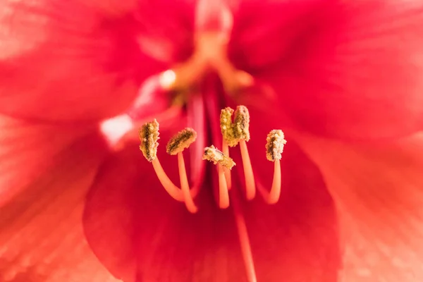 Soft Focus Image Full Bloom Red Amarylis Flowers Switzerland — Stock Photo, Image