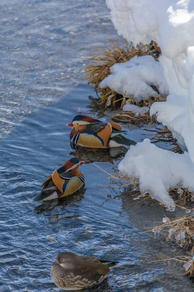 Pato Mandarina Colorido Flutuando Com Outro Água Arosa Suíça — Fotografia de Stock