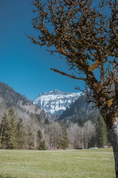 Impressões de primavera de marbach, emmental entlebuch suíça — Fotografia de Stock