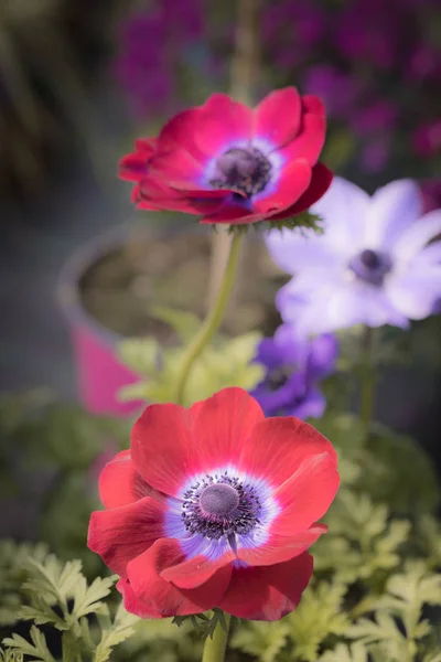 Colorful Garden Flowers Close up Macro Shot — Stock Photo, Image