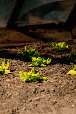 güneşte büyüyen genç yeşil salata makro