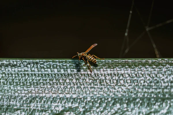 Nahaufnahme Makroaufnahme einer bunten Wespe, die in der Sonne ruht — Stockfoto