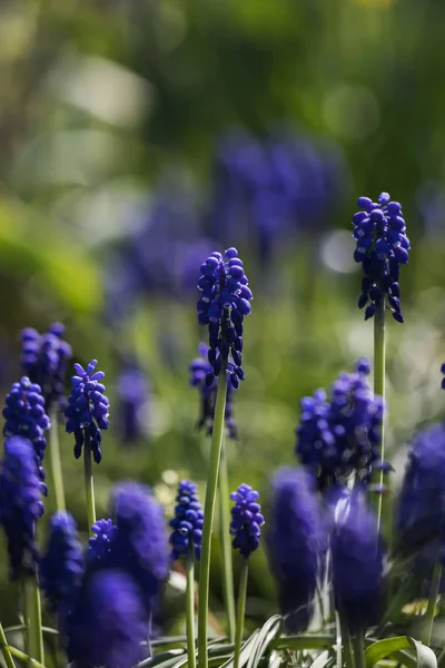 Макро-снимок синего цветка мускари в саду — стоковое фото