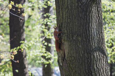 kırmızı sincap bir ağaca tırmanma, kameraya bakarak