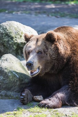 güneşte yatan büyük kahverengi boz ayı