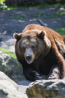 güneşte yatan büyük kahverengi boz ayı