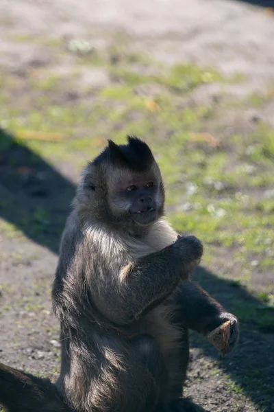 Retrato de mono capuchino comiendo al sol —  Fotos de Stock