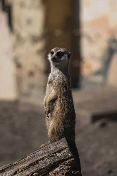 Bir Alman hayvanat bahçesinde mirket veya suricate portresi — Stok fotoğraf