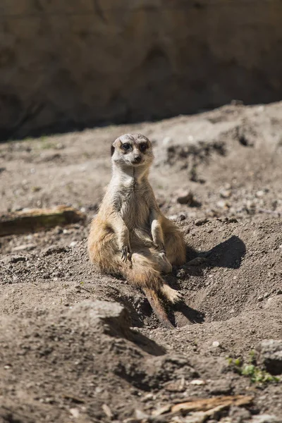 Retrato de suricate o suricate en un zoológico alemán —  Fotos de Stock