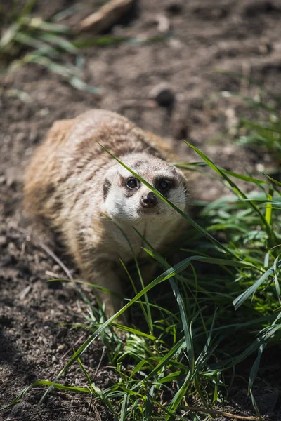 Retrato de suricate o suricate en un zoológico alemán —  Fotos de Stock