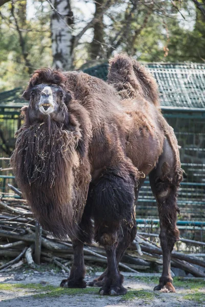 Kameraya bakan kahverengi bir deve portresi — Stok fotoğraf