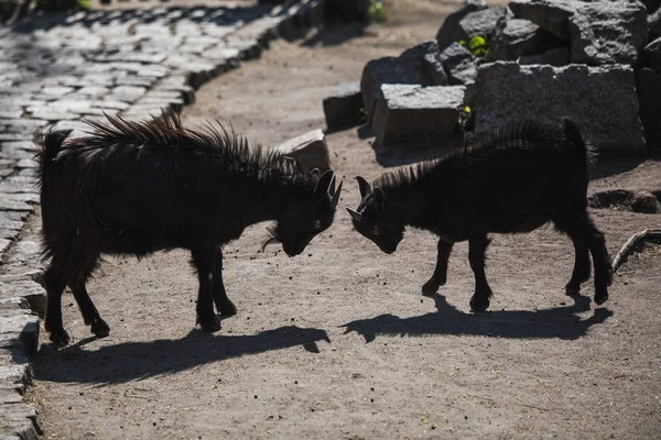 Dois jovens cabras negras lutando entre si — Fotografia de Stock