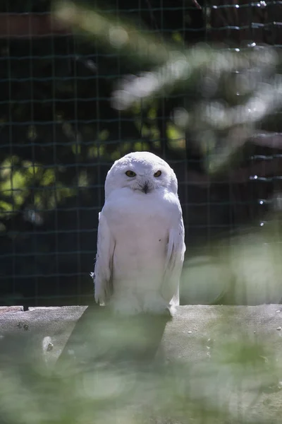 Beautiful white owl on a tree, looking to the camera — Stock Photo, Image