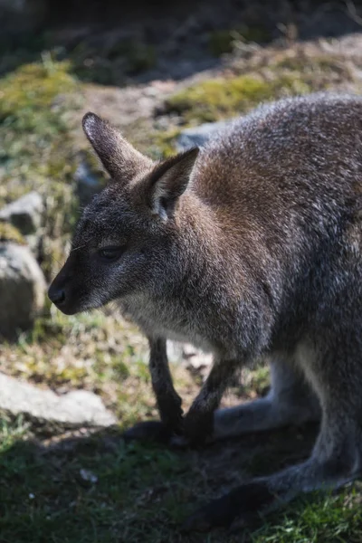 Kameraya bakan Avustralyalı bir kangurunun portresi — Stok fotoğraf