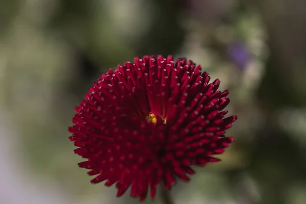 Detailed macro shot of a beautiful red flower — Stock Photo, Image