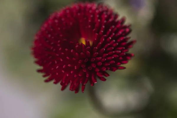 Detailed macro shot of a beautiful red flower — Stock Photo, Image