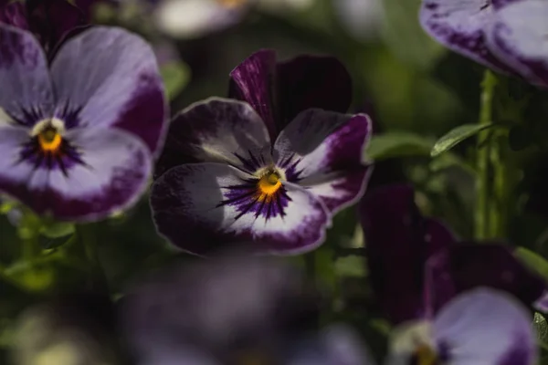 Detailed macro shot of purple violet flower — Stock Photo, Image